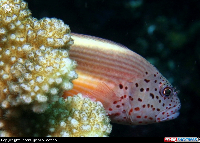 A Pesce falco