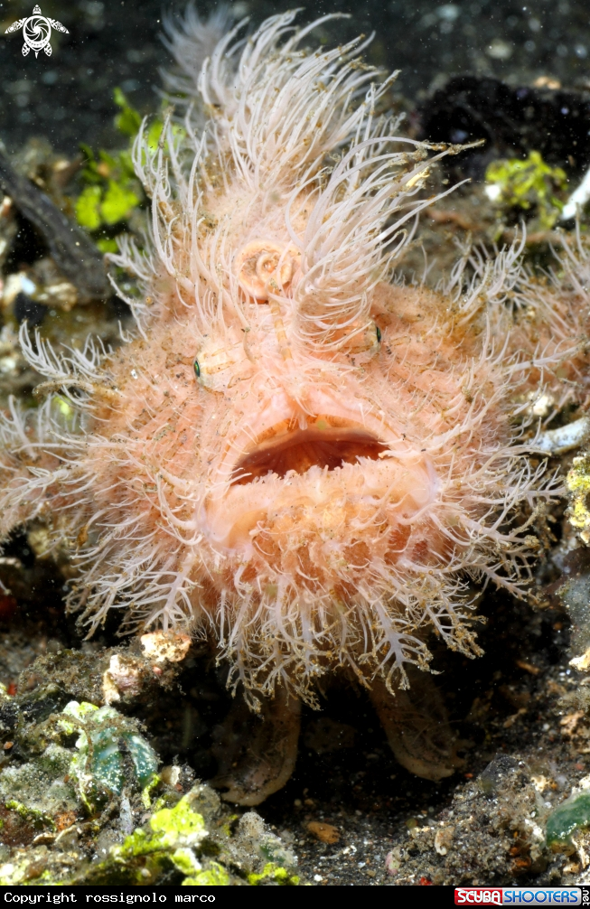 A Frogfish Hair