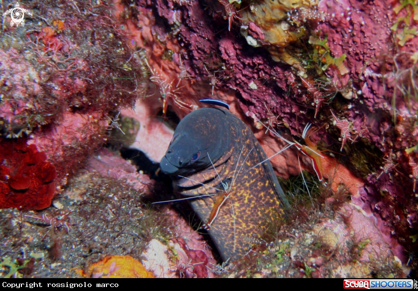 A Yellow moray