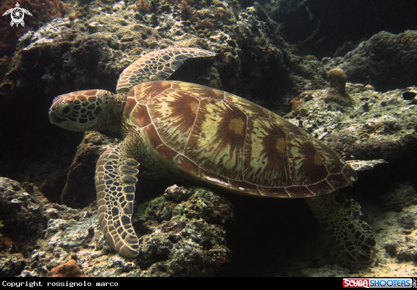 A Turtle