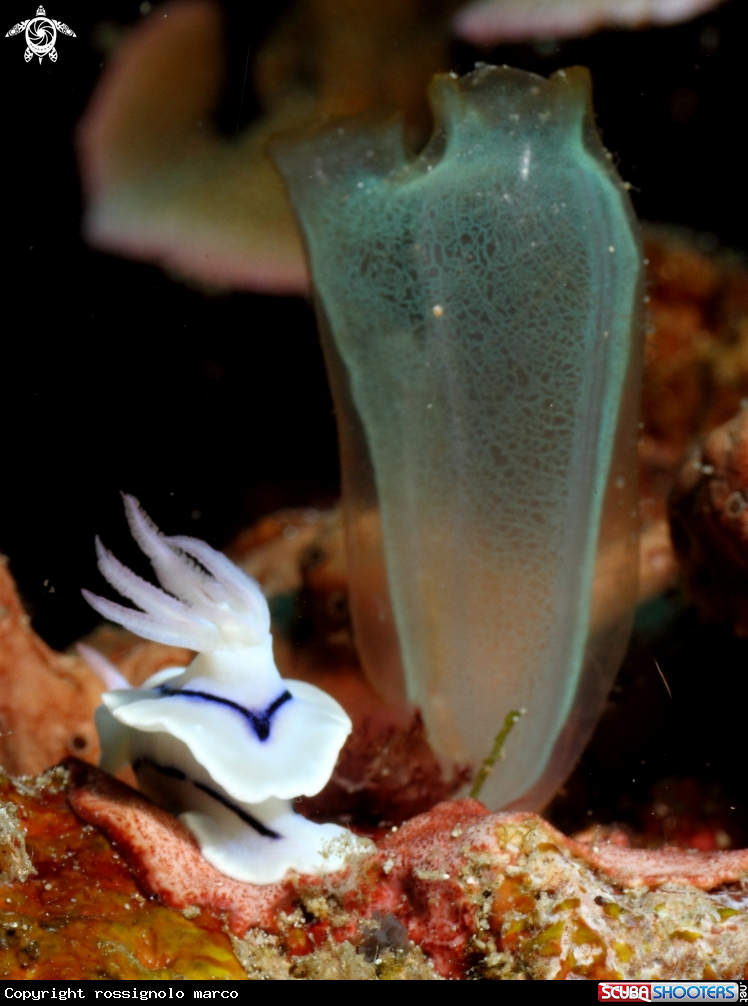 A Nudibranch