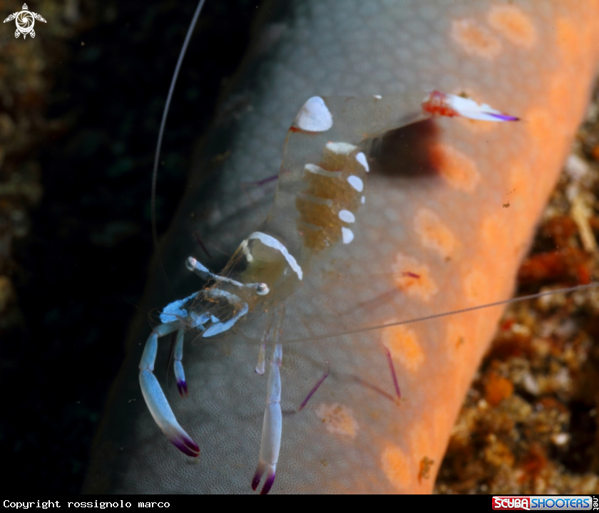 A Shrimp