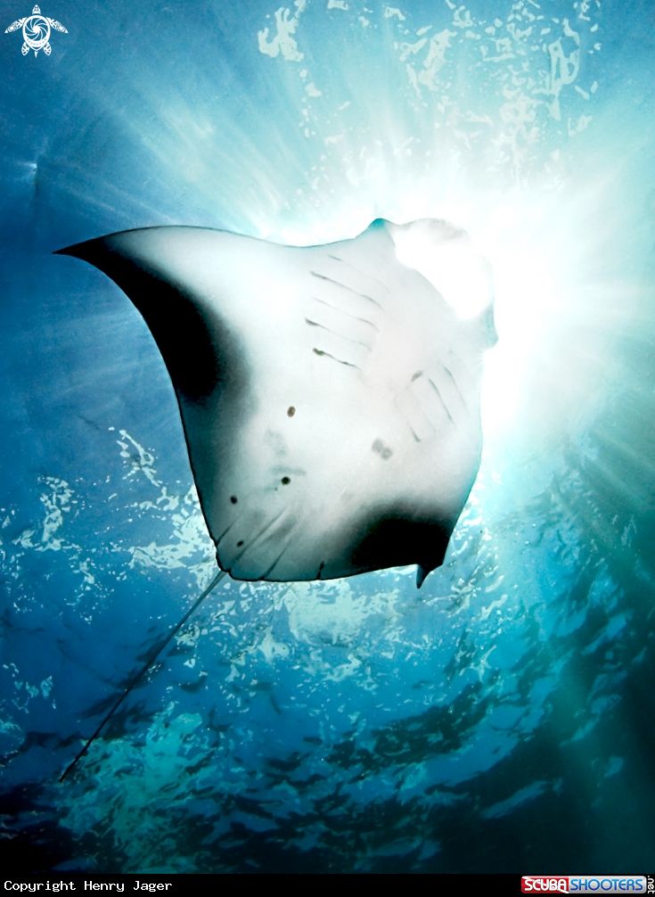 A Manta ray