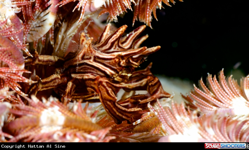 A Feather Star Crab