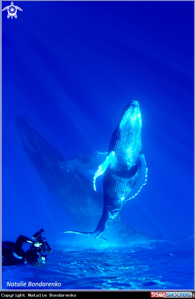 A Humpback whales