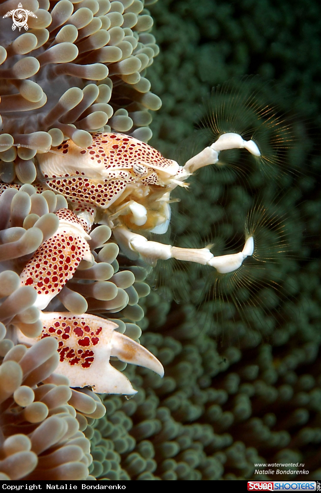 A Porcelain crab
