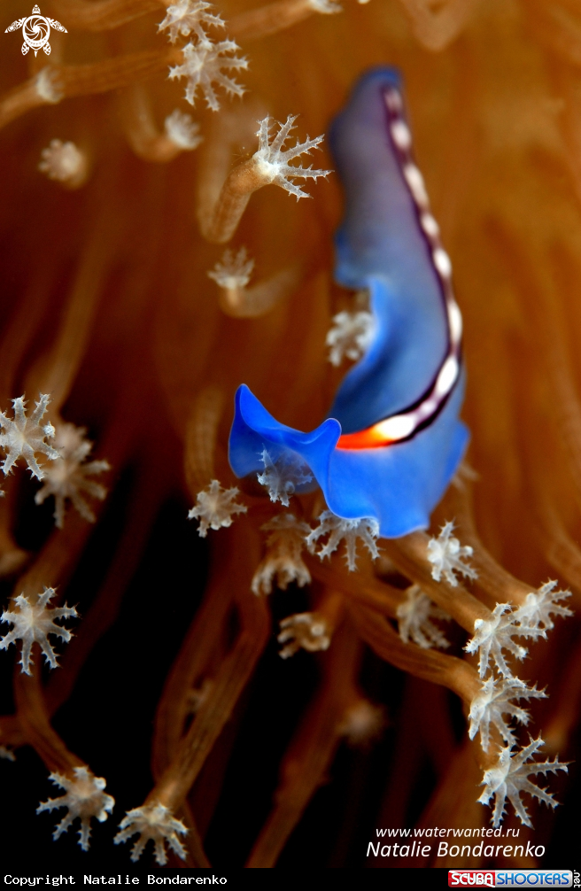 A Flat worm