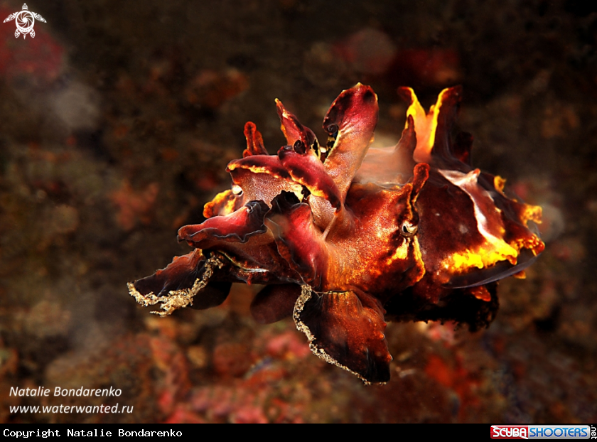 A Flamboyant Cuttlefish