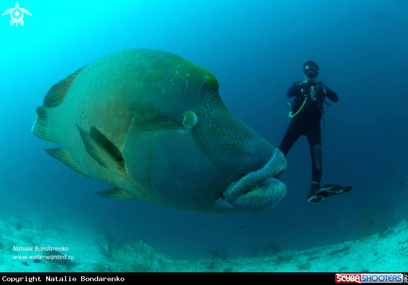 A Napoleon wrasse