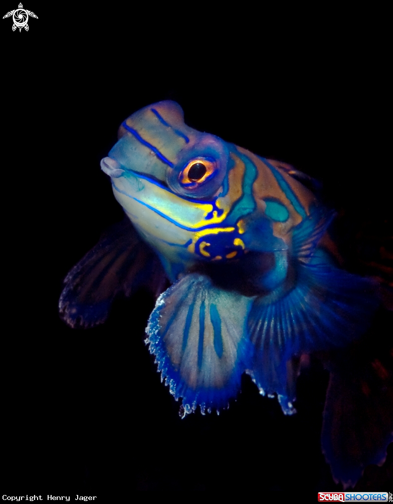 A Mandarinfish