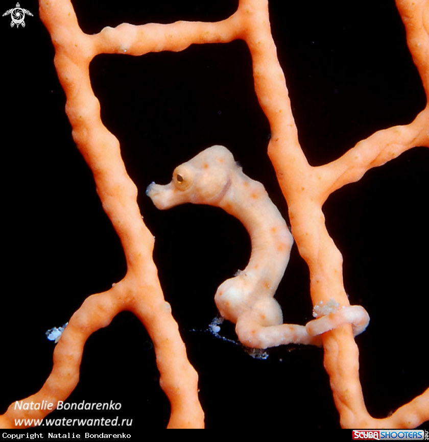 A Pigmy seahorse