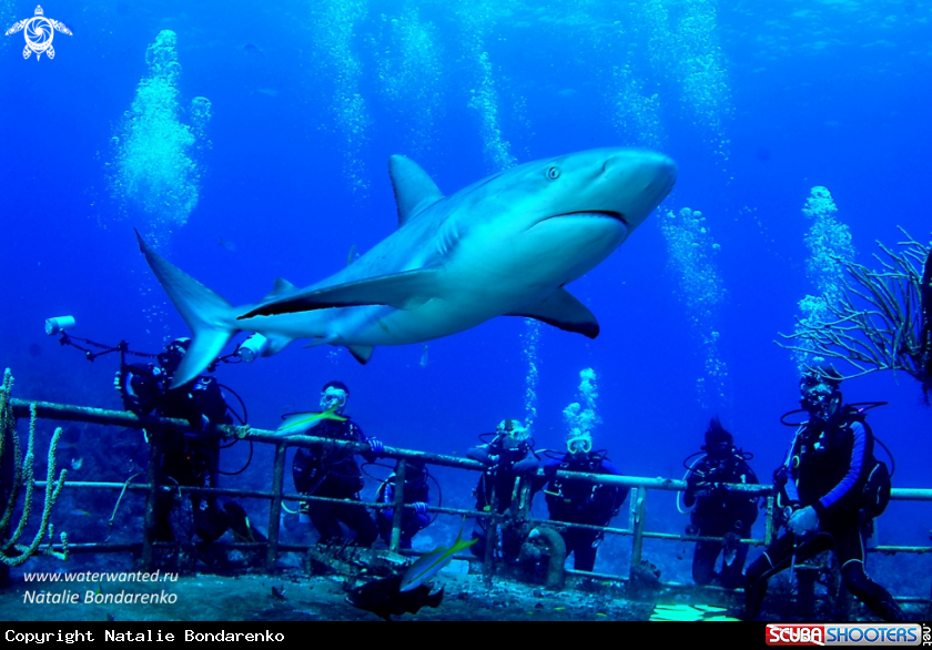 A Grey Reef shark