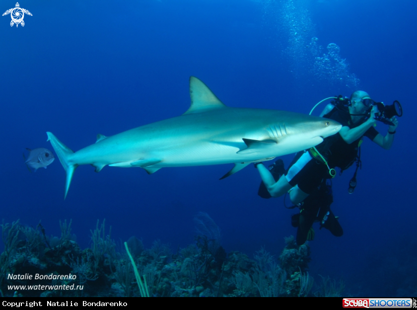 A Grey Reef shark