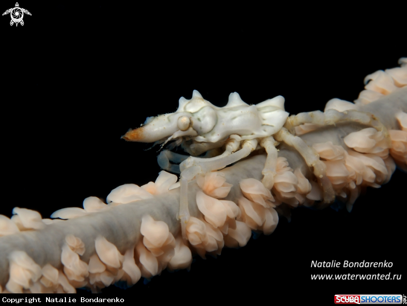 A Zeno crab