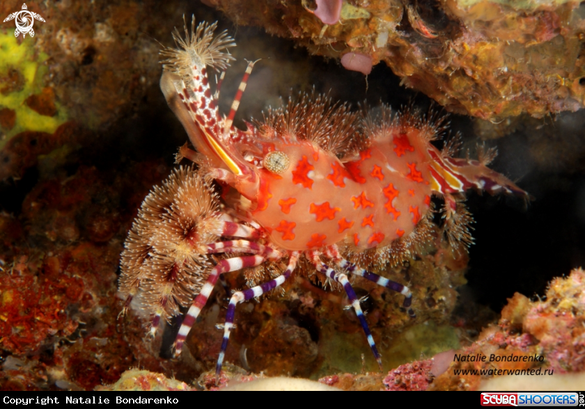 A Marble shrimp