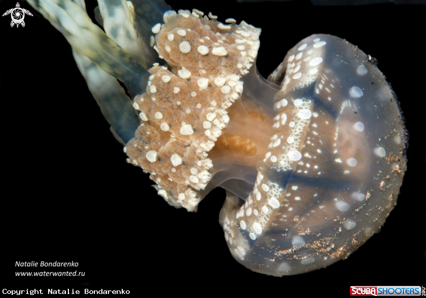 A Jelly fish