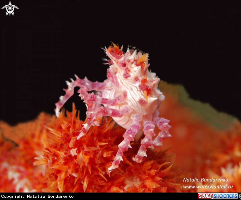 A Candy crab