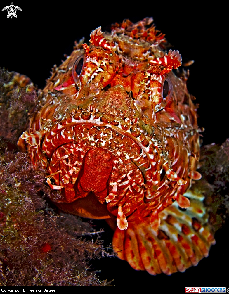 A Scorpionfish