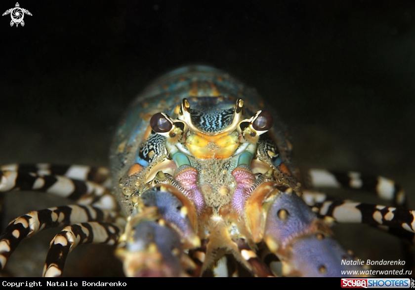 A Lobster
