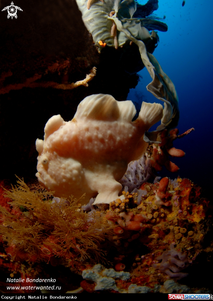 A Frog fish