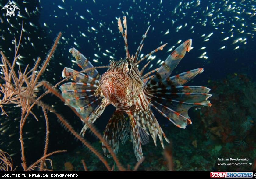A Lion fish