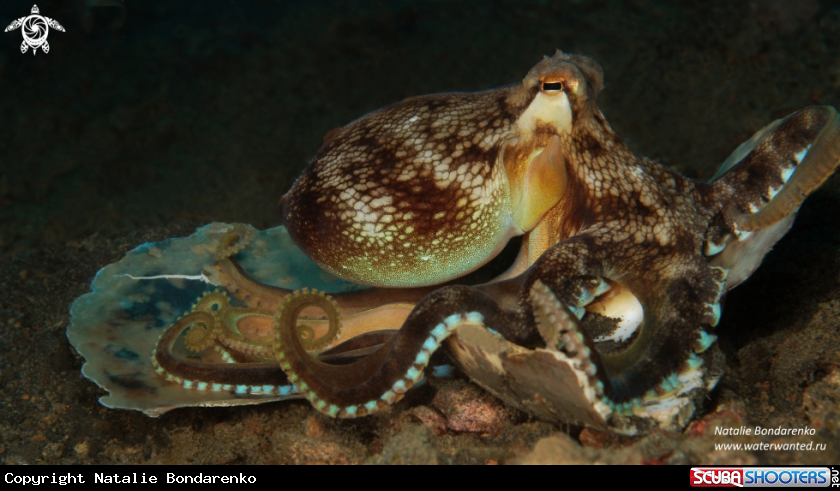 A Coconut octopus