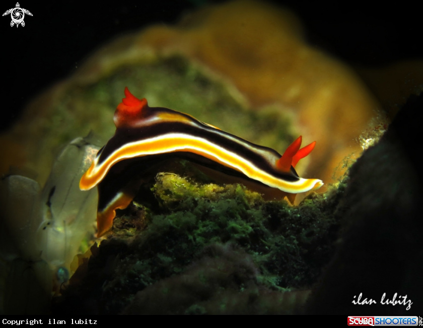 A Nudibranch