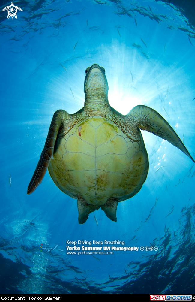 A Sea Turtle