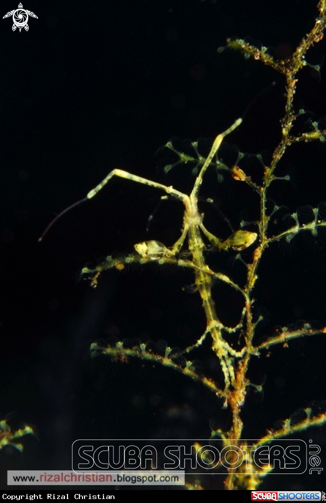 A Skeleton Shrimp