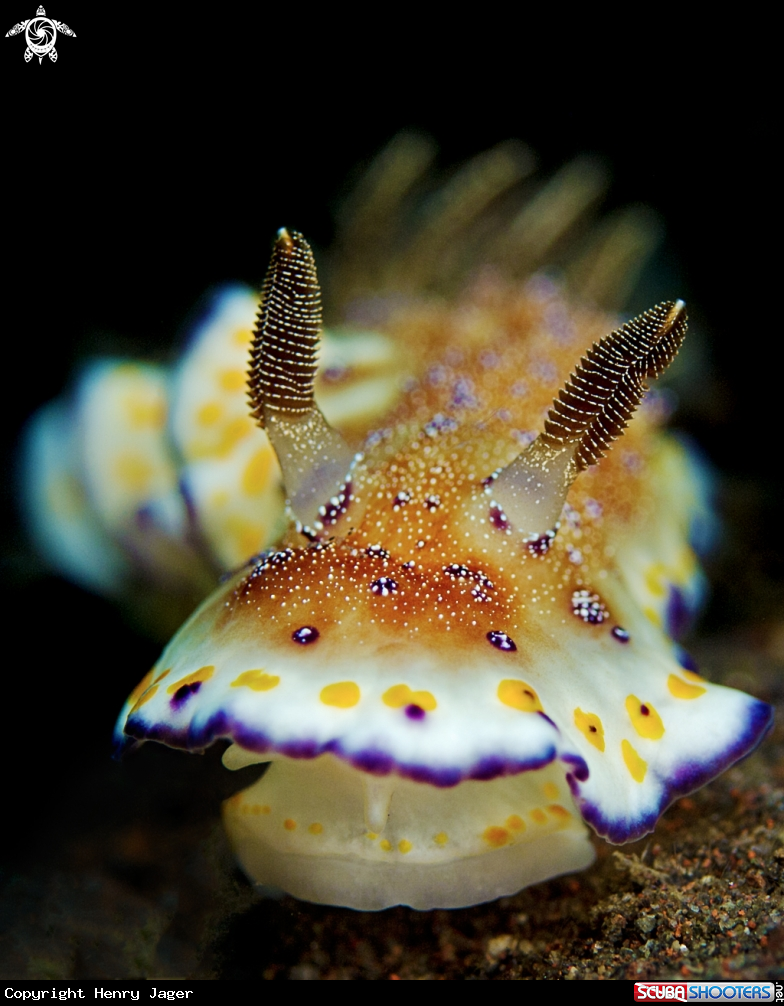 A Collingwood's Chromodoris 
