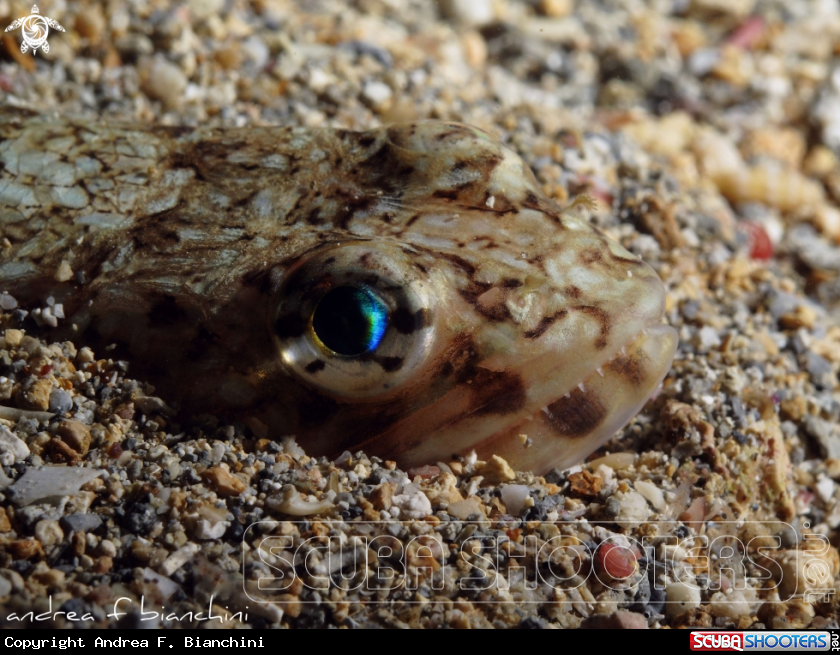 A Pesce lucertola