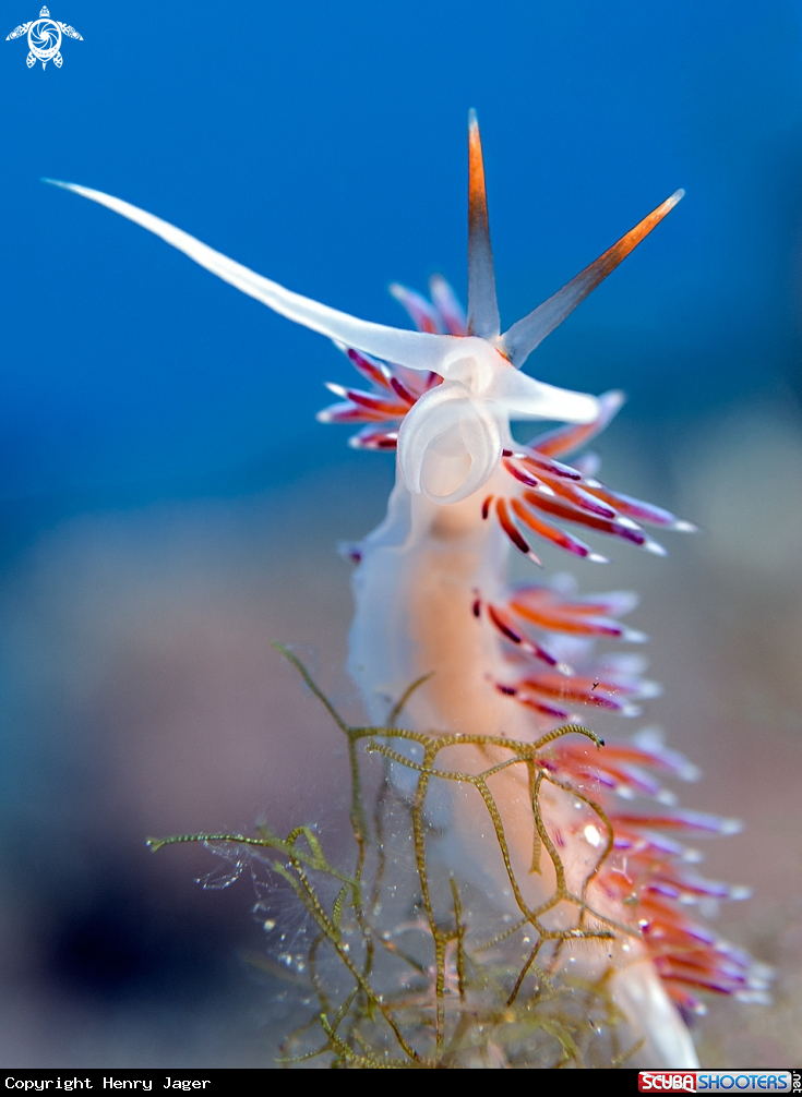 A Nudibranch
