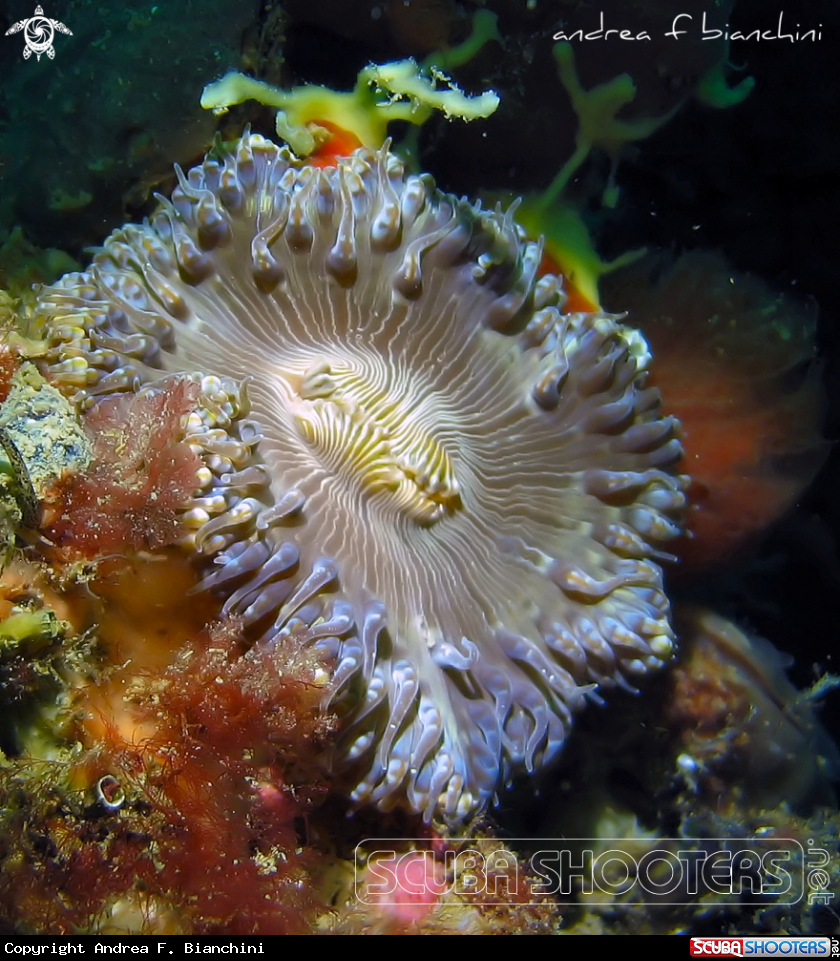 A Anemone