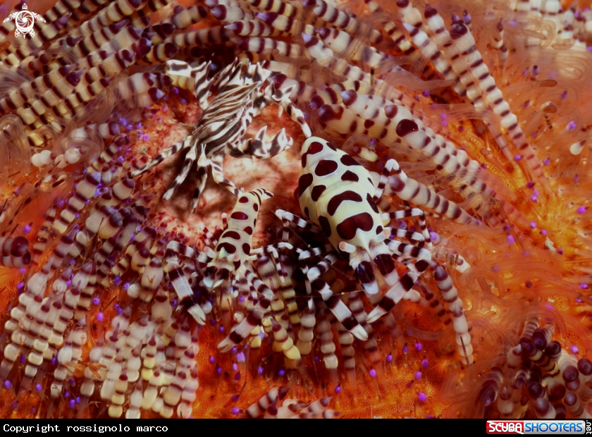 A Shrimp,crab..