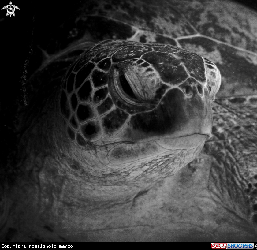 A Turtle