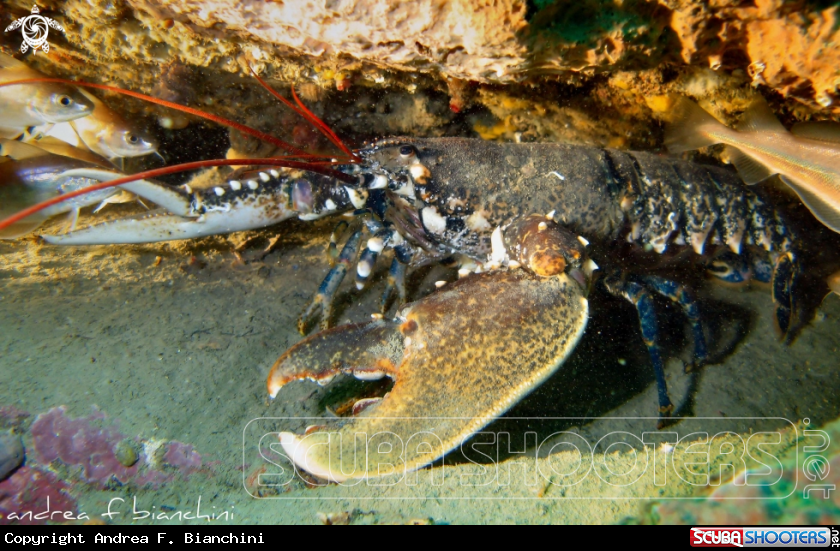 A Lobster