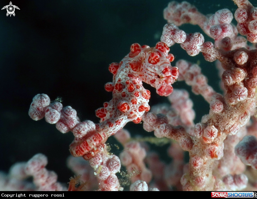 A Pygmy Seahorse
