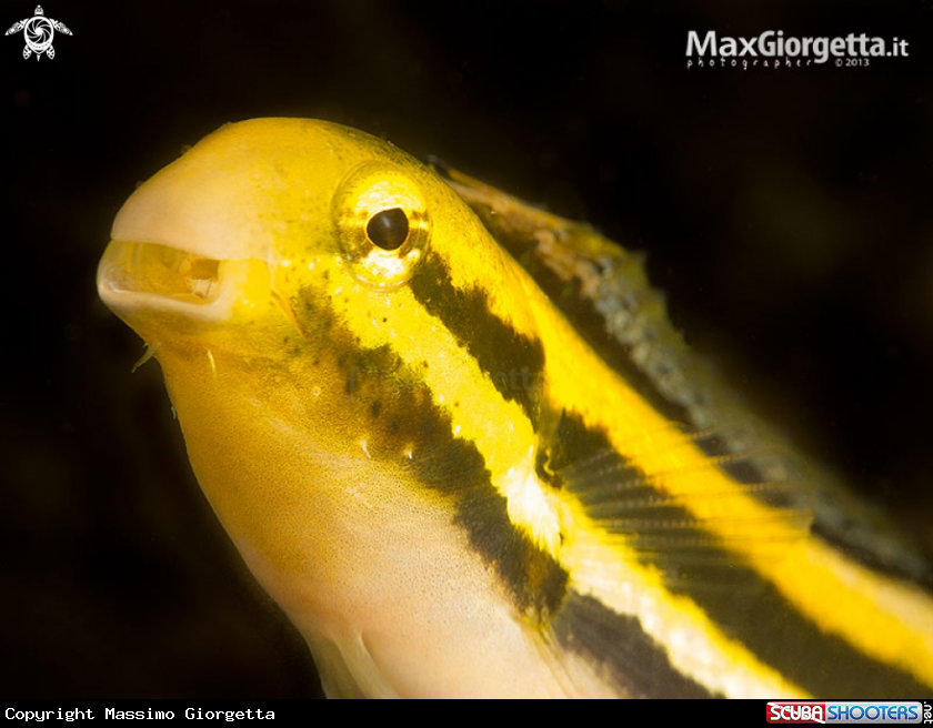 A Shorthead Fangblenny 