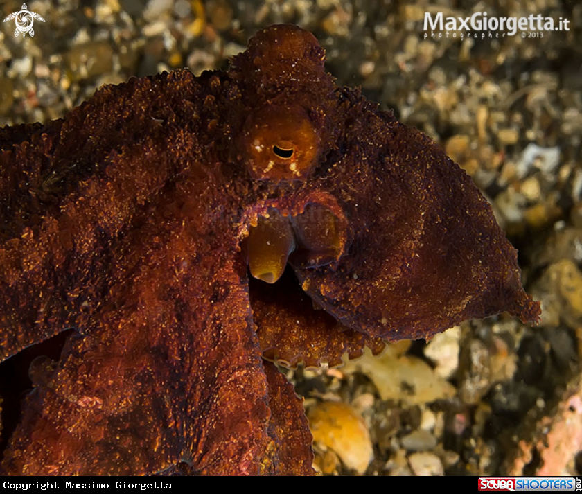 A Jouvenile octopuss