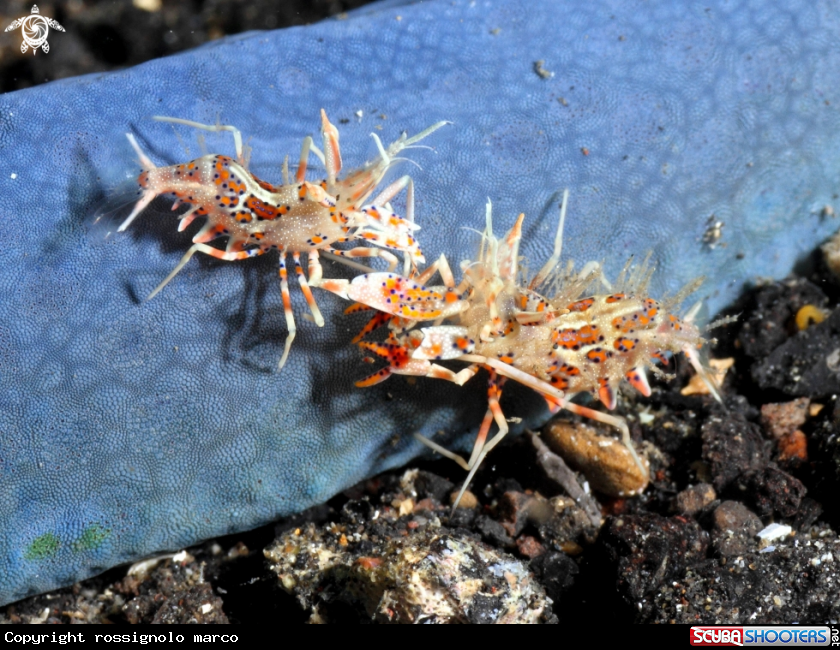 A Shrimp
