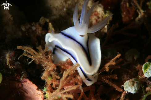 A Chromodoris Lochi | Nudibranch