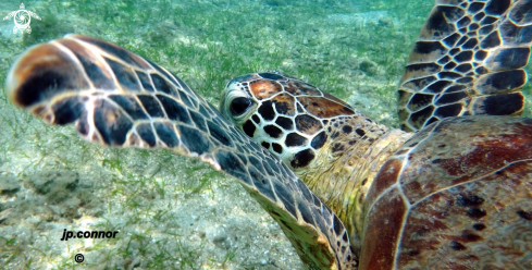 A Tortue Verte