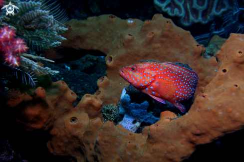 A Plectropomus pessuliferus marisrubri | Cernia