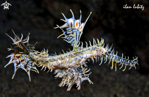 A Ghost fish