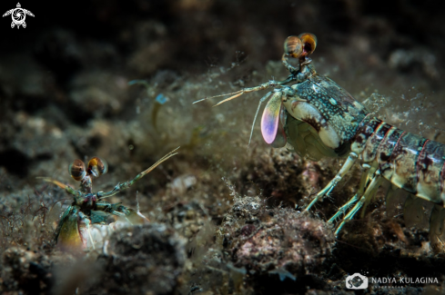 A matis shrimp