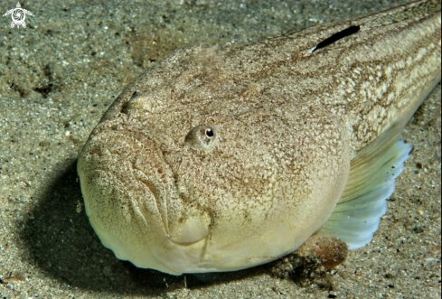 A Uranoscopus scaber | Pesce lanterna