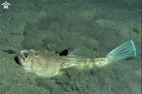 A Uranoscopus scaber | Pesce lanterna