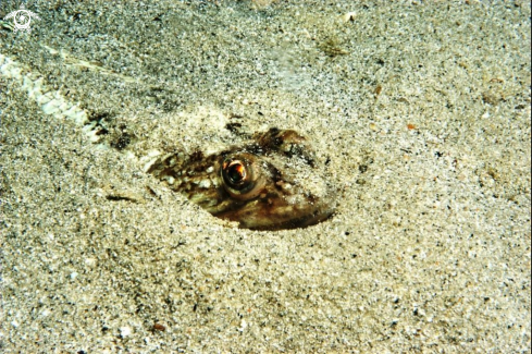 A Pesce lucertola-Lizard fish