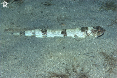 A Pesce lucertola-Lizard fish