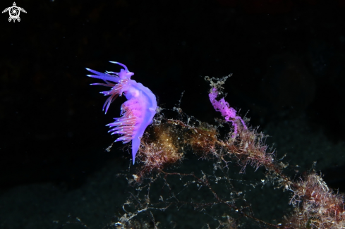 A Flabellina affinis